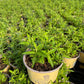 ALOYSIA TRIPHYLLA - LEMON VERBENA