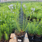 AMSONIA HUBRECTII