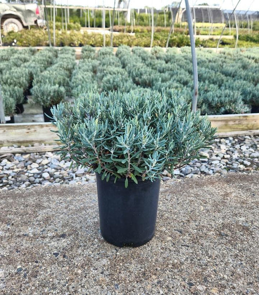 ANDROMEDA POLIFOLIA `BLUE ICE`