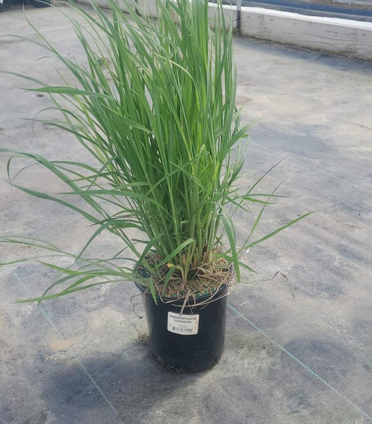 ANDROPOGON GERARDII