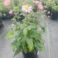 ANEMONE FANTASY `POCAHONTAS`