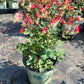 AQUILEGIA CANADENSIS `LITTLE LANTERNS`