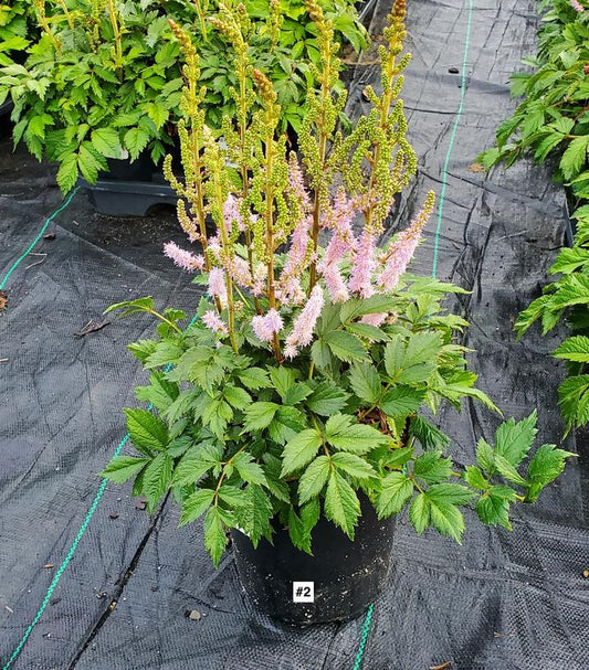 ASTILBE CHINENSIS `PUMILA`