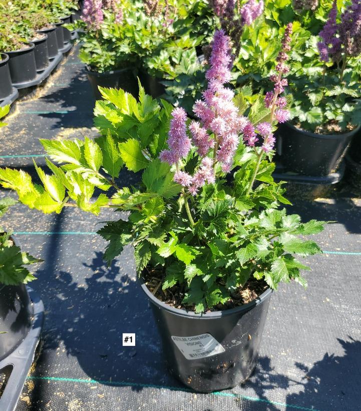 ASTILBE CHINENSIS `VISIONS`
