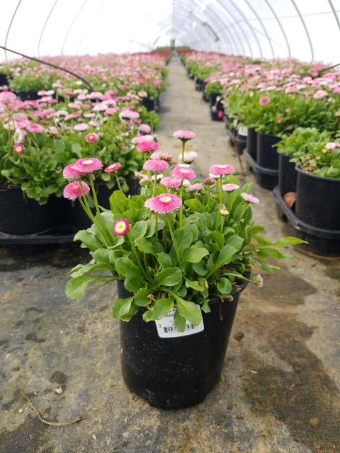 BELLIS PERENNIS BELISSIMA `ROSE`