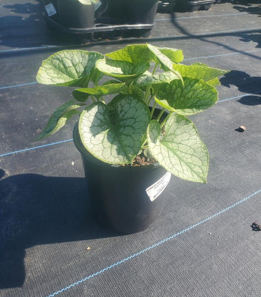 BRUNNERA MACROPHYLLA `JACK FROST`