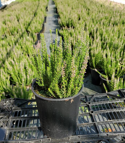 CALLUNA VULGARIS BEAUTY LADIES `LUCA` (PURPLE)