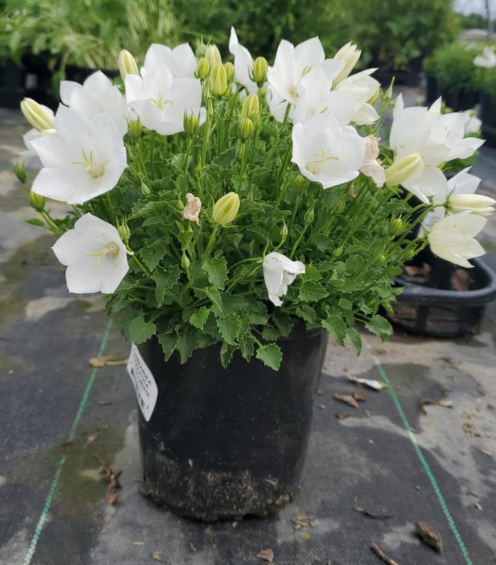 CAMPANULA CARPATICA `RAPIDO WHITE`