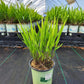 CHASMANTHIUM LATIFOLIUM