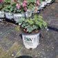 DICENTRA `PINK DIAMONDS`