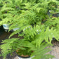 DENNSTAEDTIA PUNCTILOBULA