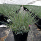 DIANTHUS `FIREWITCH`