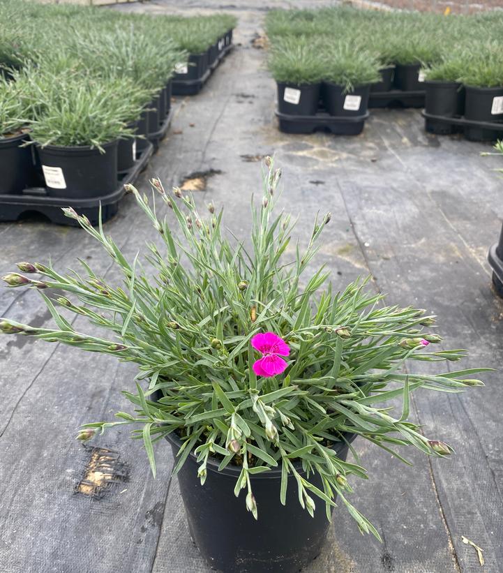 DIANTHUS `NEON STAR`