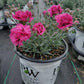 Dianthus FRUIT PUNCH® `Spiked Punch`