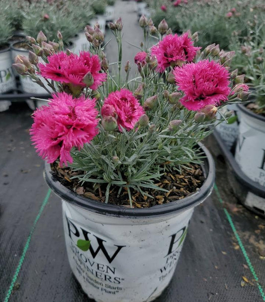 Dianthus FRUIT PUNCHr 'Spiked Punch'