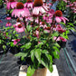 ECHINACEA SOMBRERO `ROSADA`