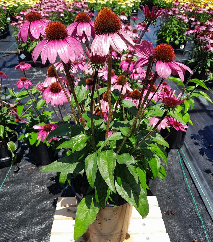 ECHINACEA SOMBRERO `ROSADA`