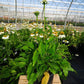 ECHINACEA PURPUREA `POW WOW WHITE`