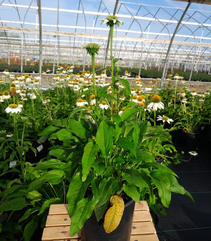 ECHINACEA PURPUREA `POW WOW WHITE`