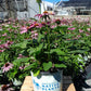 ECHINACEA `PRAIRIE SPLENDOR`