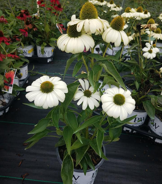 ECHINACEA COLOR CODED `THE PRICE IS WHITE`