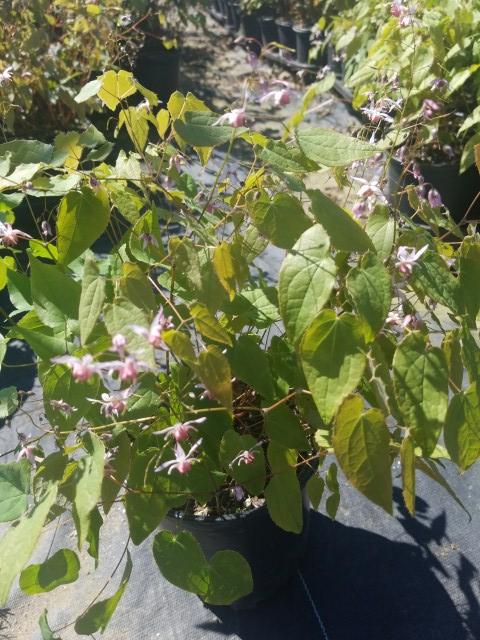 EPIMEDIUM `PINK ELF`