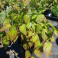 EPIMEDIUM X RUBRUM