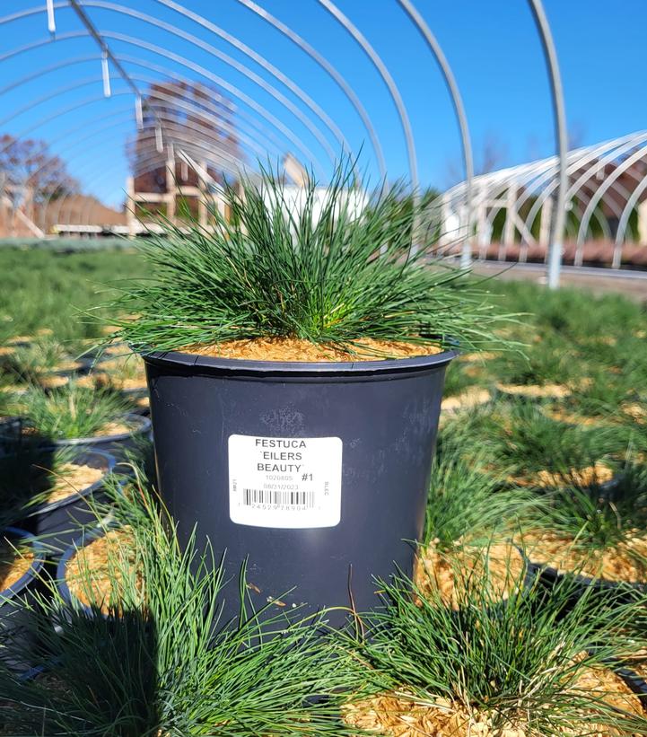 FESTUCA `EILERS BEAUTY`