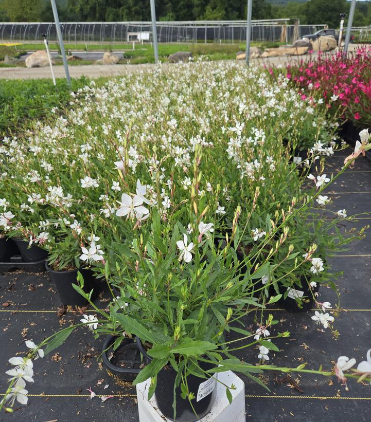 GAURA LINDHEIMERI BELLEZA® WHITE-Wand Flowe r
