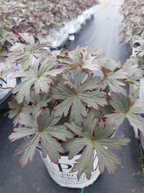 GERANIUM `BOOM CHOCOLATTA`