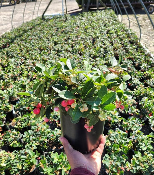 GAULTHERIA PROCUMBENS `CHERRY BERRIES`