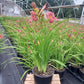 HEMEROCALLIS `ROSY RETURNS`