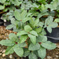 HELLEBORUS X `IVORY PRINCE`