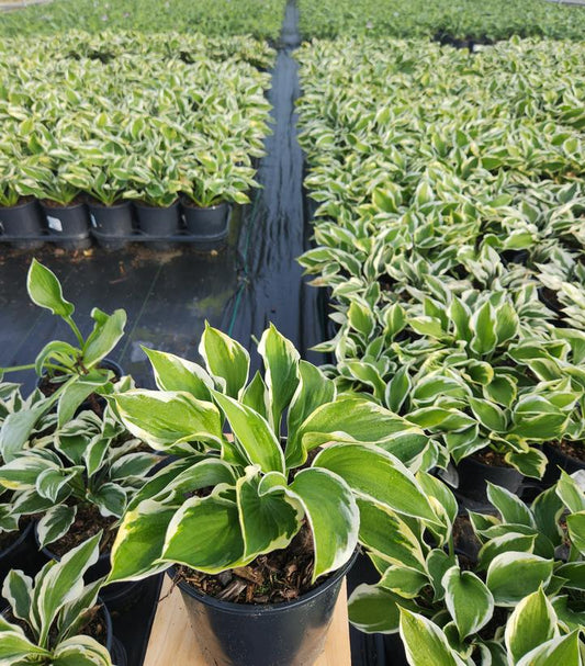 HOSTA `PATRIOT`