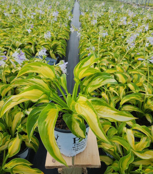 HOSTA SHADOWLAND `ETCHED GLASS`