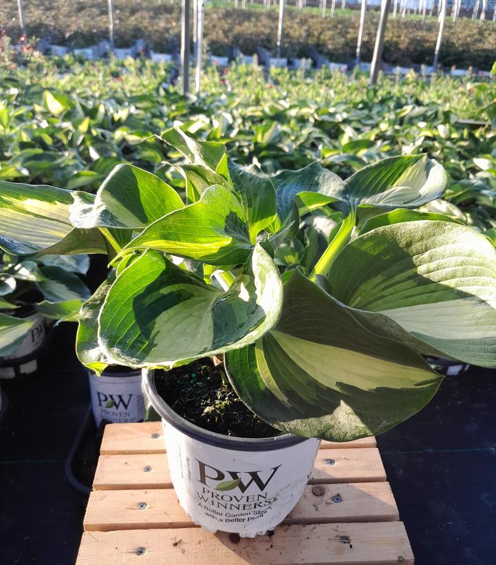 HOSTA SHADOWLAND `HUDSON BAY`