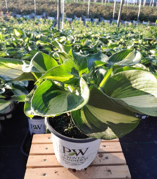 HOSTA SHADOWLAND `HUDSON BAY`
