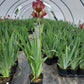 IRIS GERMANICA `PAPRIKA FONO` (RED/YEL)