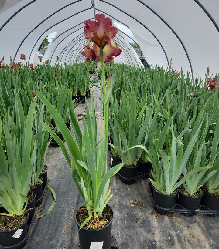 IRIS GERMANICA `PAPRIKA FONO` (RED/YEL)