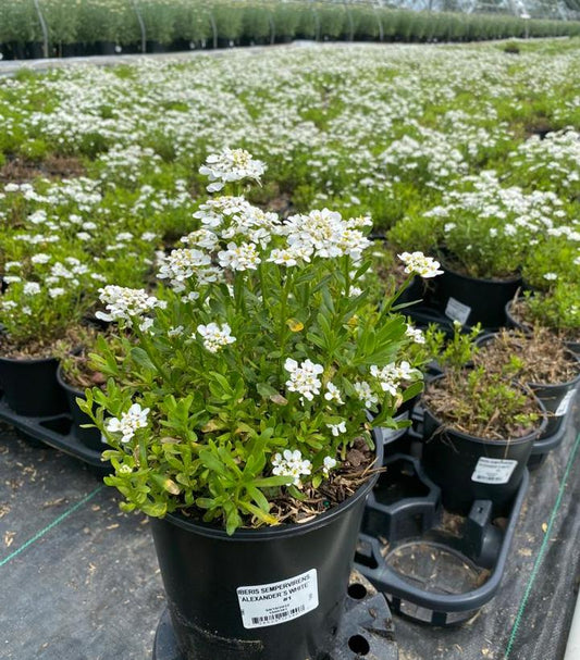 IBERIS SEMPERVIRENS `ALEXANDER`S WHITE`