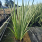 IRIS ENSATA `VARIEGATA`