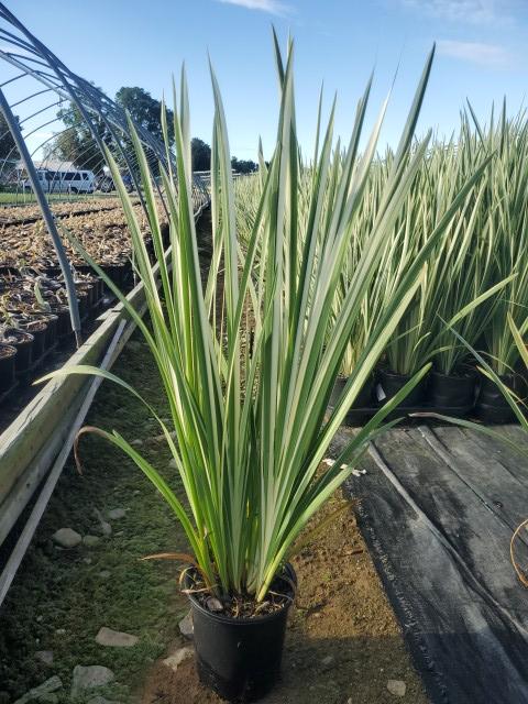 IRIS ENSATA `VARIEGATA`