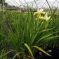IRIS SIBIRICA `BUTTER & SUGAR`