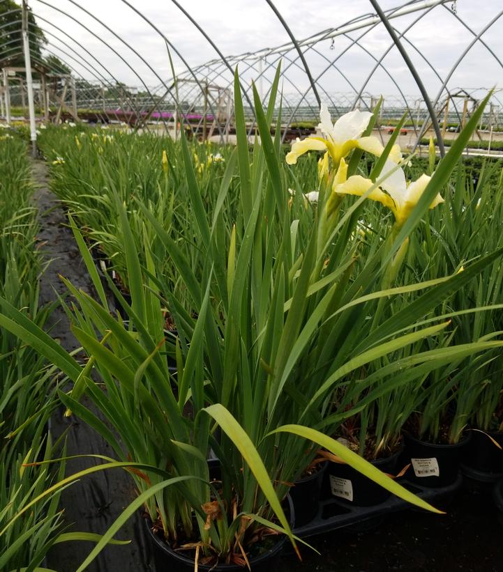 IRIS SIBIRICA `BUTTER & SUGAR`