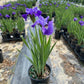 IRIS SIBIRICA `RUFFLED VELVET`