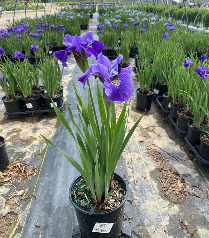 IRIS SIBIRICA `RUFFLED VELVET`