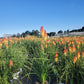 KNIPHOFIA PYROMANIA `BACKDRAFT`