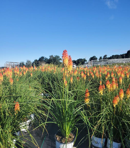 KNIPHOFIA PYROMANIA `BACKDRAFT`