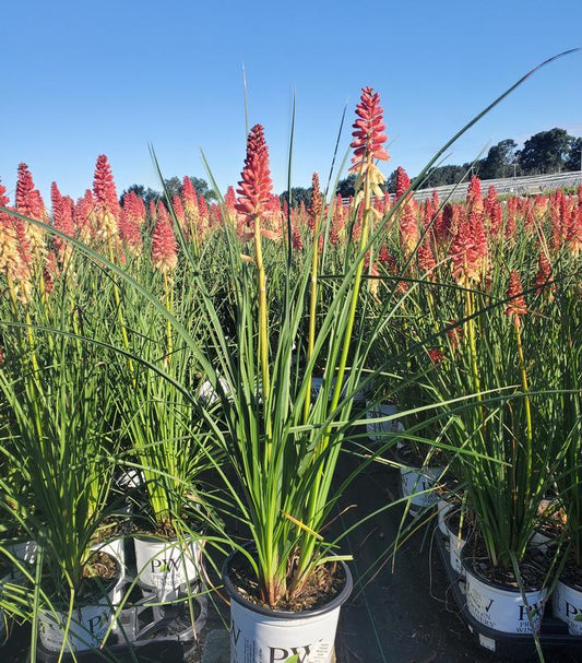 KNIPHOFIA PYROMANIA `ROCKET`S RED GLARE`