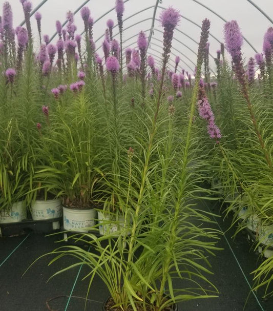 LIATRIS SPICATA